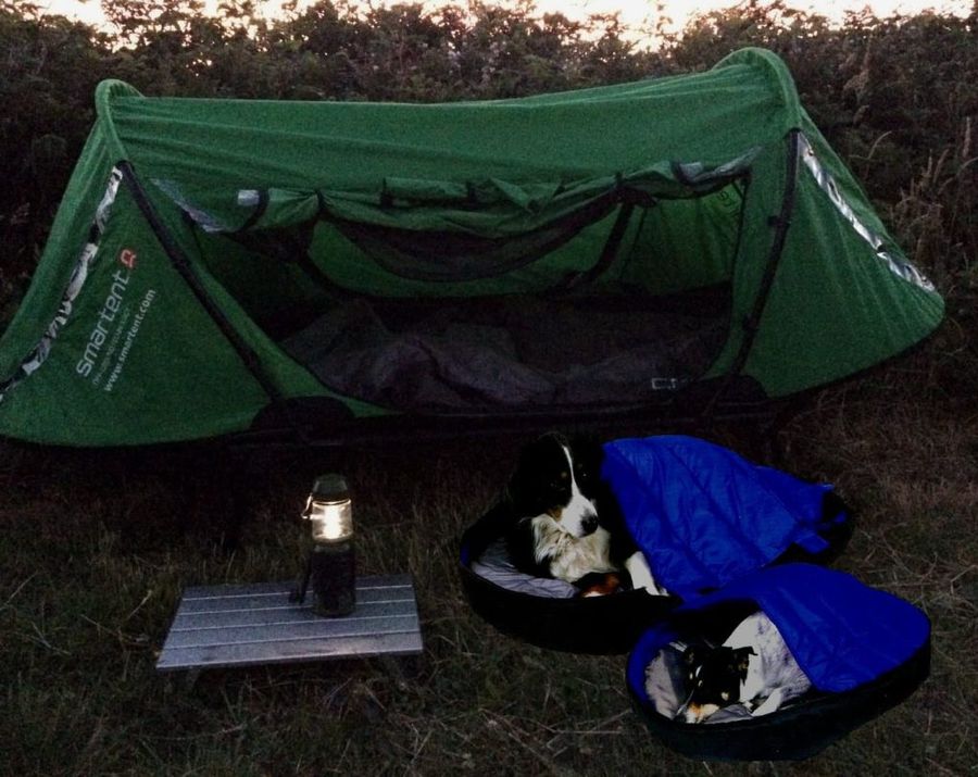 Tips for taking your dog camping