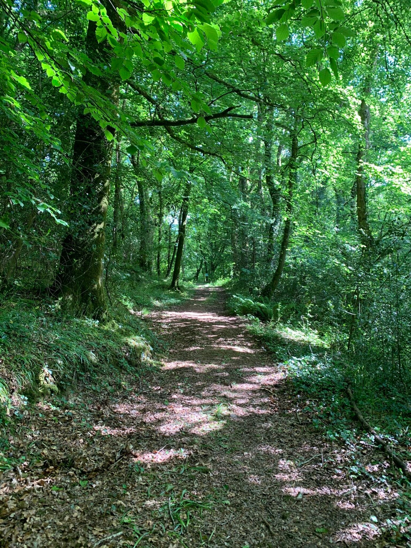 The Benefits of Woodland Camping: A Retreat into Nature